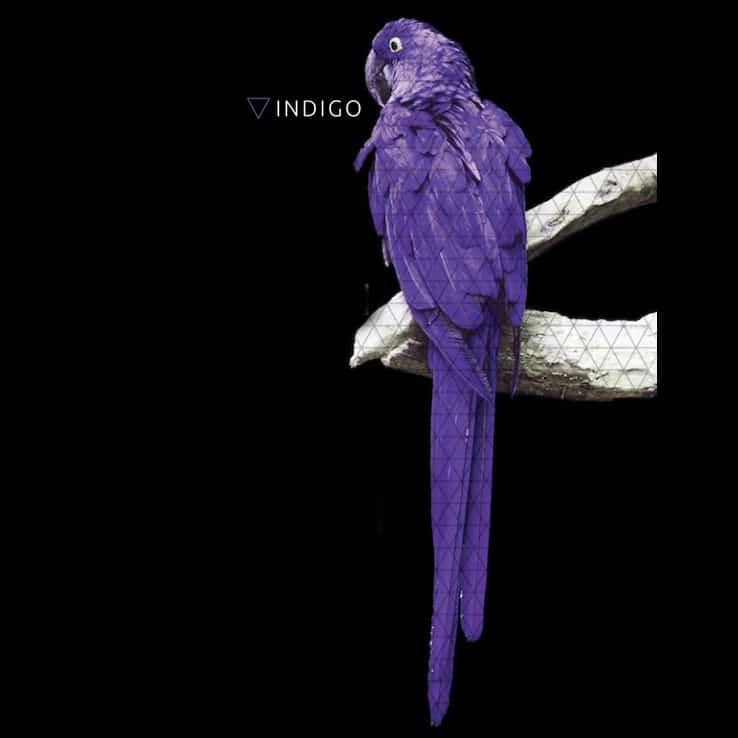 Purple macaw perched on white branch against black background with INDIGO logo on left